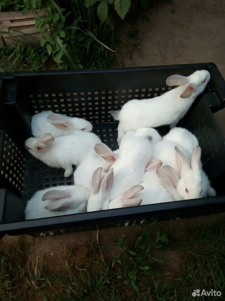Продаются кролики купить на Зозу.ру - фотография № 5