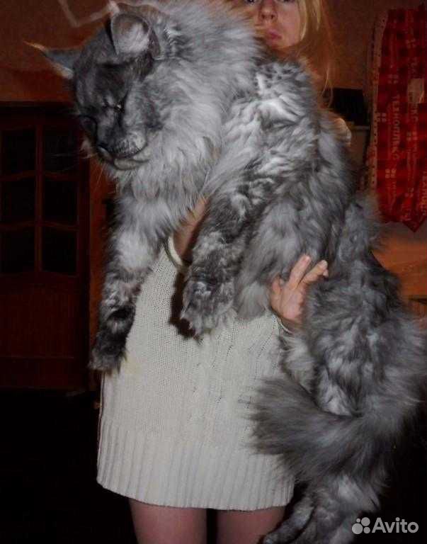 Котята Мейн-кун в любимцы купить на Зозу.ру - фотография № 5
