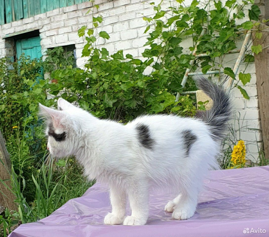 Котята в дар купить на Зозу.ру - фотография № 7