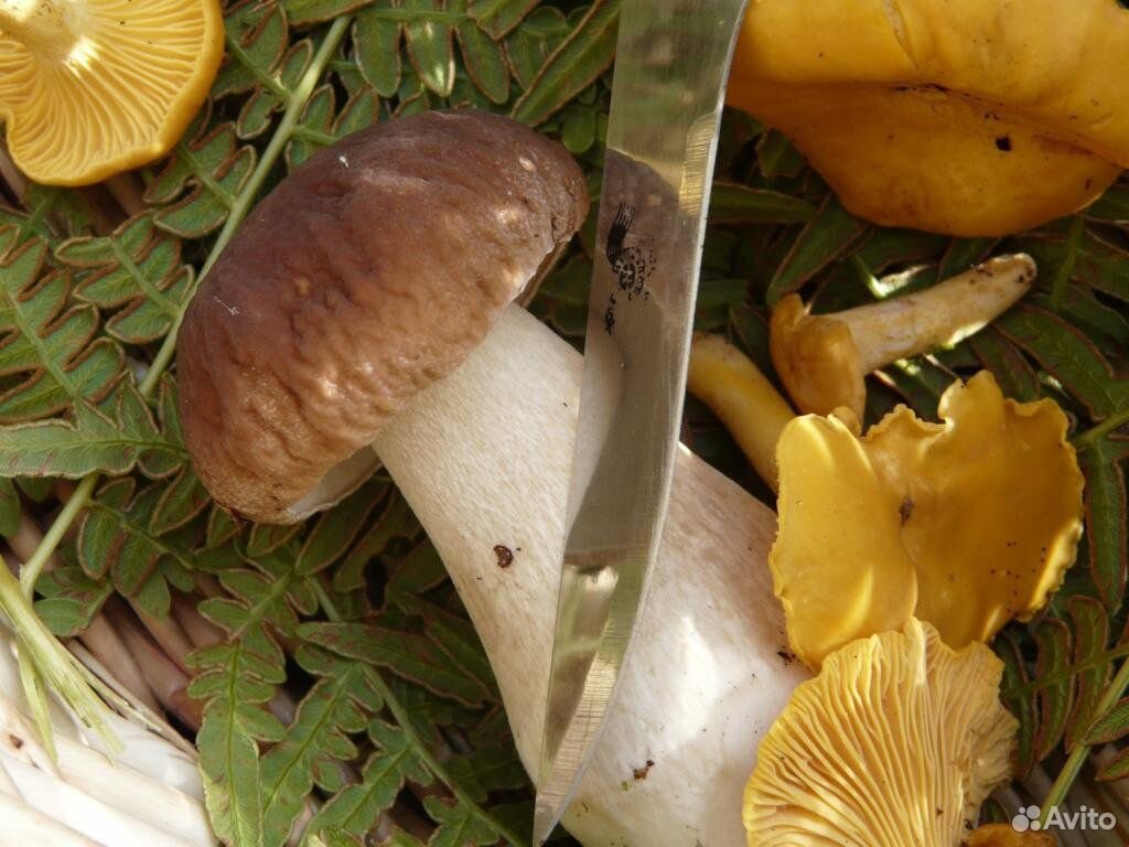 Продам свежие грибы,ягоды купить на Зозу.ру - фотография № 1