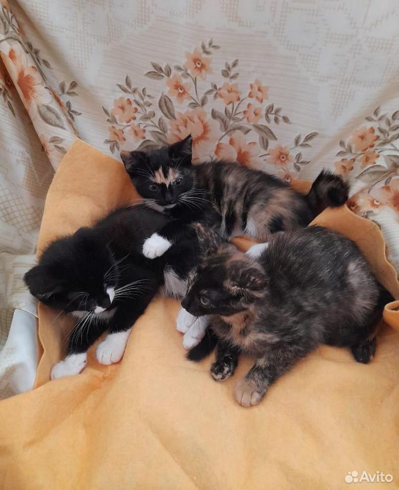 Пёстрые котята в добрые руки купить на Зозу.ру - фотография № 1