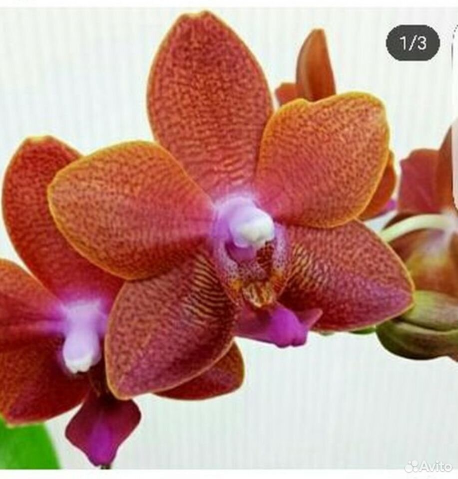 Орхидея фаленопсис pingtung bronze age купить на Зозу.ру - фотография № 1