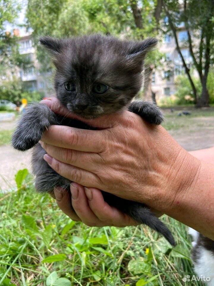 Маленький котенок купить на Зозу.ру - фотография № 1