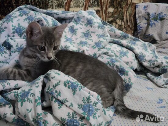 Дымчатый котенок Артемка в дар купить на Зозу.ру - фотография № 4