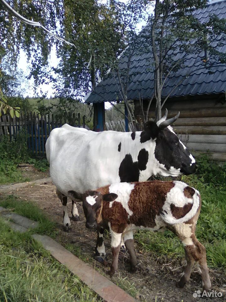 Молочные продукты из свежего деревенского молока купить на Зозу.ру - фотография № 3