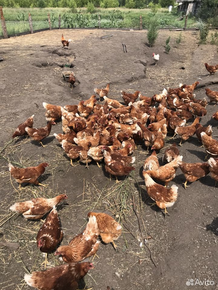 Курицы несушки купить на Зозу.ру - фотография № 2