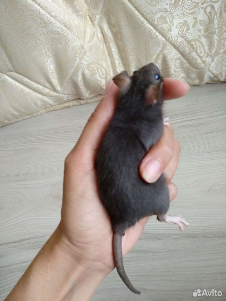 Крысята купить на Зозу.ру - фотография № 8