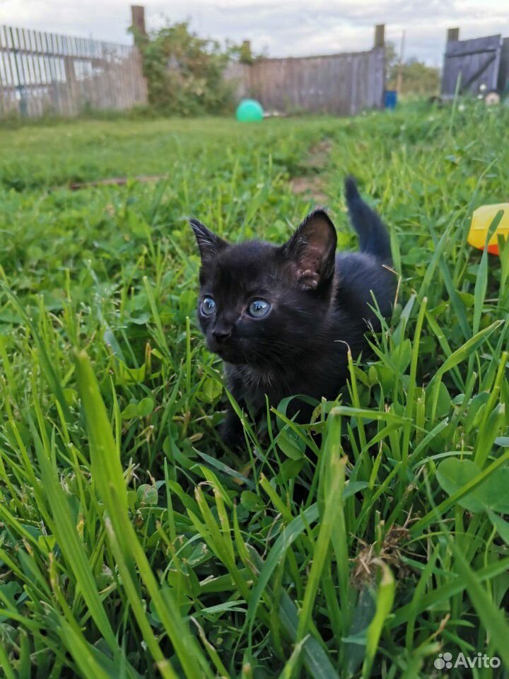 Котёнок черный с проседью купить на Зозу.ру - фотография № 8