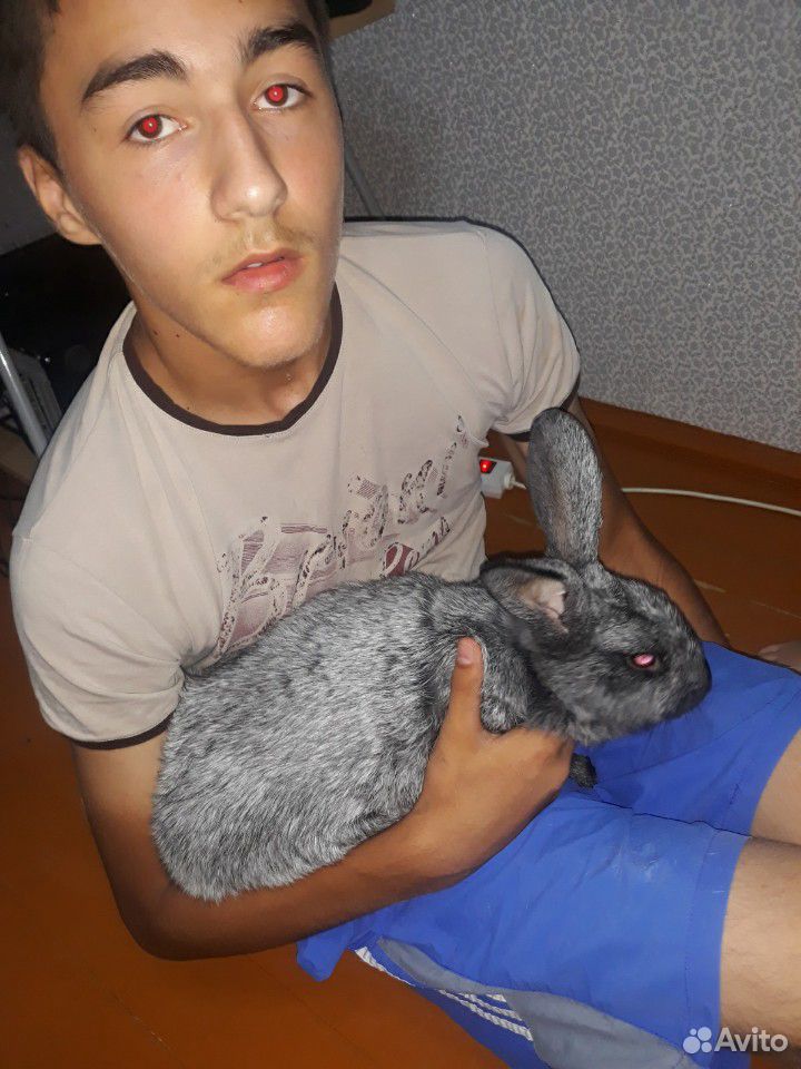 Кролик крупной породы, девочка, 3кг купить на Зозу.ру - фотография № 1