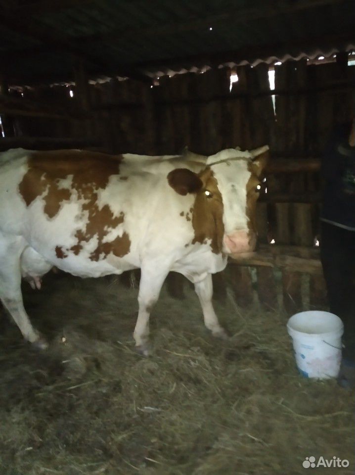 Корова с телёнком, и дойная корова купить на Зозу.ру - фотография № 2