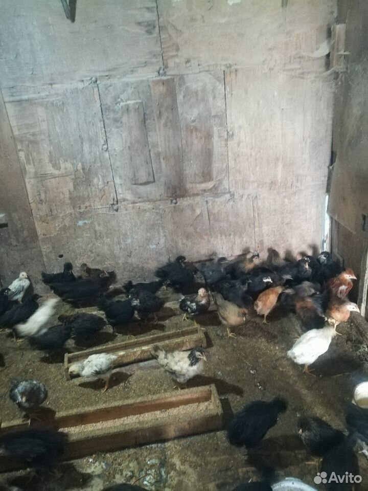 Продаю цыплят 2 месяца купить на Зозу.ру - фотография № 5