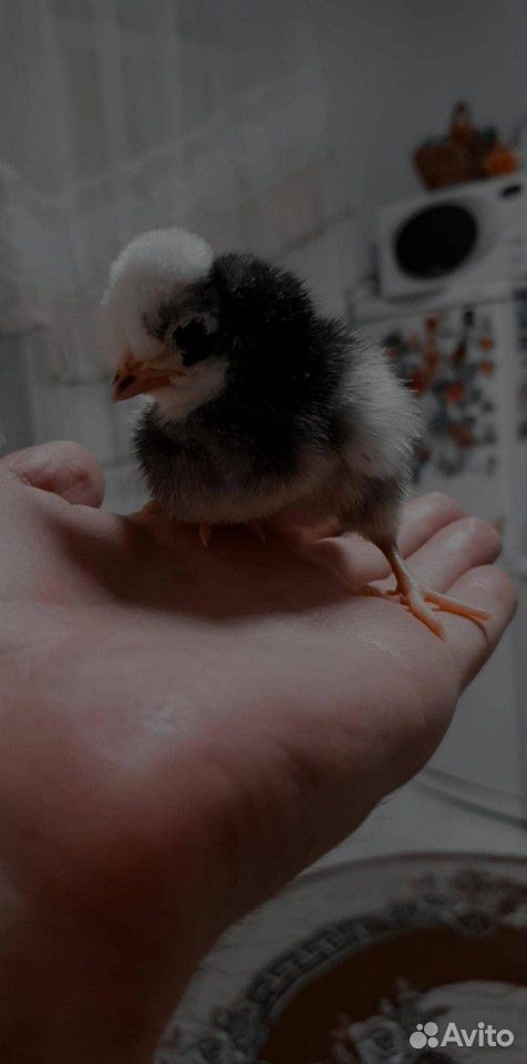 Цыплята Голландской белохохлой купить на Зозу.ру - фотография № 4