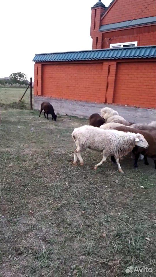 Бараны и овцы купить на Зозу.ру - фотография № 2