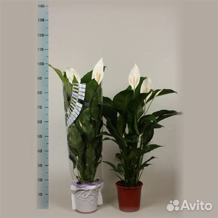 Редкие комнатные растения купить на Зозу.ру - фотография № 2