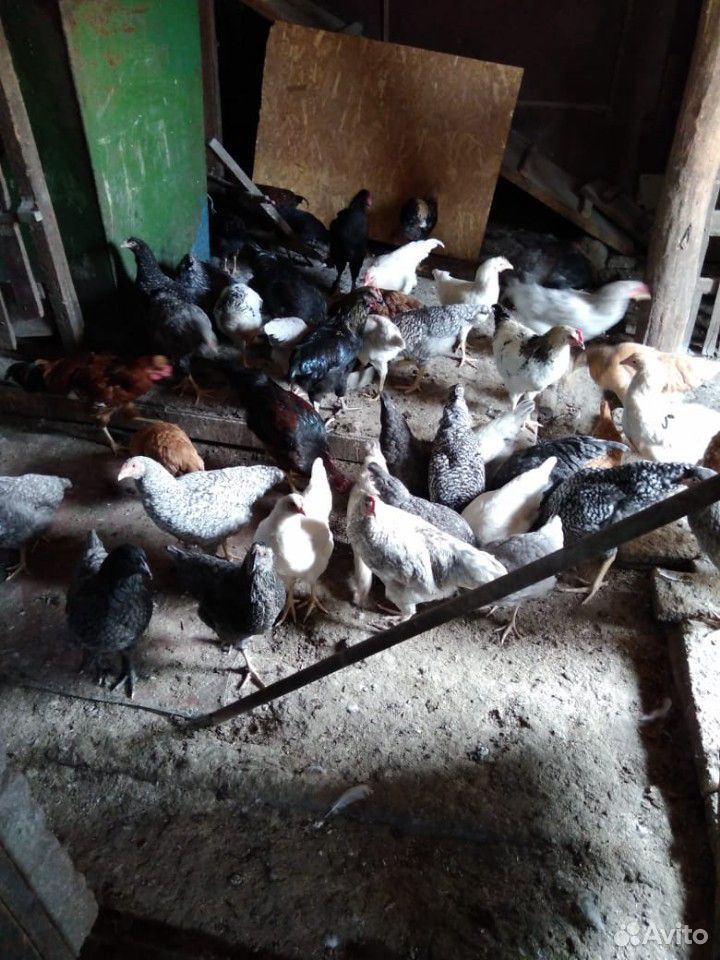 Цыплята несушки 4 мес купить на Зозу.ру - фотография № 2