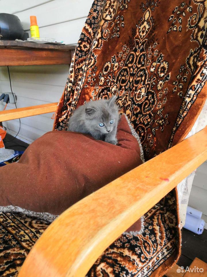 Котята в подарок купить на Зозу.ру - фотография № 2