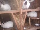 Кролики Калифорнийской породы объявление продам