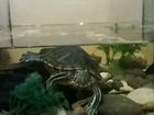 Черепаху с аквариумом объявление продам
