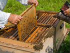 Улья с пчелосемьями объявление продам