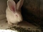 Кролики ризены немецкие строкач немецкий объявление продам