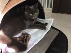 Брошенный котик Стёпа ищет дом объявление продам