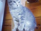 Котенок от кошечки Курильского бобтейла объявление продам