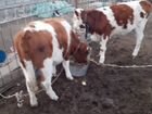 Корова и телята объявление продам