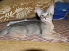 Абиссинский котенок объявление продам