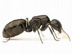 Матка Camponotus vagus объявление продам