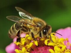 Продаются пчелосемьи, пчелы