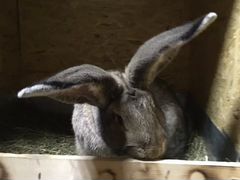 Кролики фландр и фр. баран