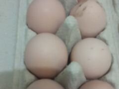 Продам домашние яйца куринные