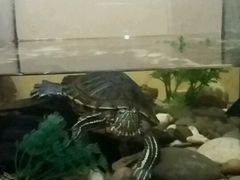 Черепаху с аквариумом