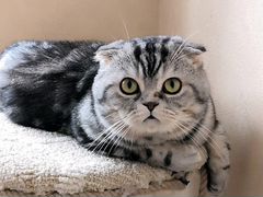 Вязка Шотландсий вислоухий кот (Скоттиш-Фолд)