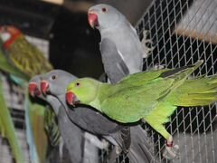 Ожиреловые попугаи выкормыши