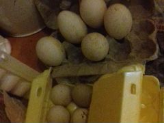 Куриное гусиное утиное яйцо