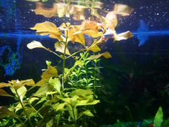 Людвигия аквариумное растение