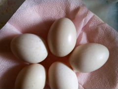 Яйцо гусинное