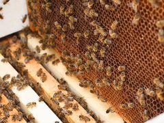 Продам пчелопакеты И пчелосемьи