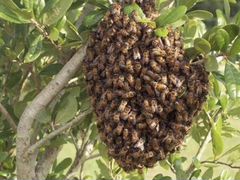 Продаётся пчелосемьи, готовые медосбору