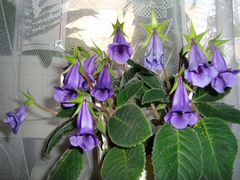 Цветы Тидея фиолетовая