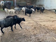 Овцы помесь Карачаевской и Романовской породы