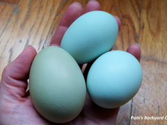Яйцо инкубационное Амераукана цыплята под заказ