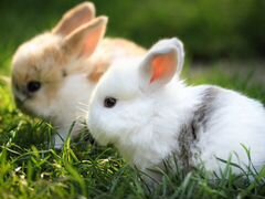 Кролики паннон