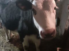 Продаю тёлку от молочной коровы