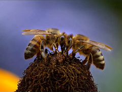 Продам пчёл на высадку