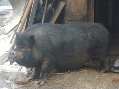 Семья вьетнамских свиней