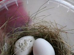 Инкубационное яйцо леггорн