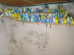 Продам попугаев