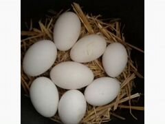 Яйца инкубационные гусинные